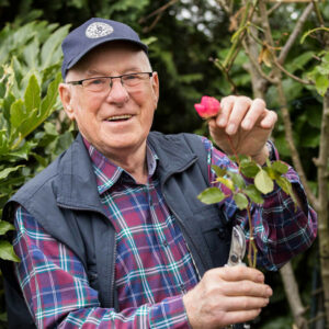 Senior pflegt die Rosen in seinem Garten