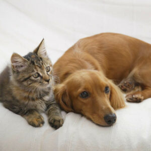 Hund und Katze liegen beisammen - Ideale Begleiter für Senioren